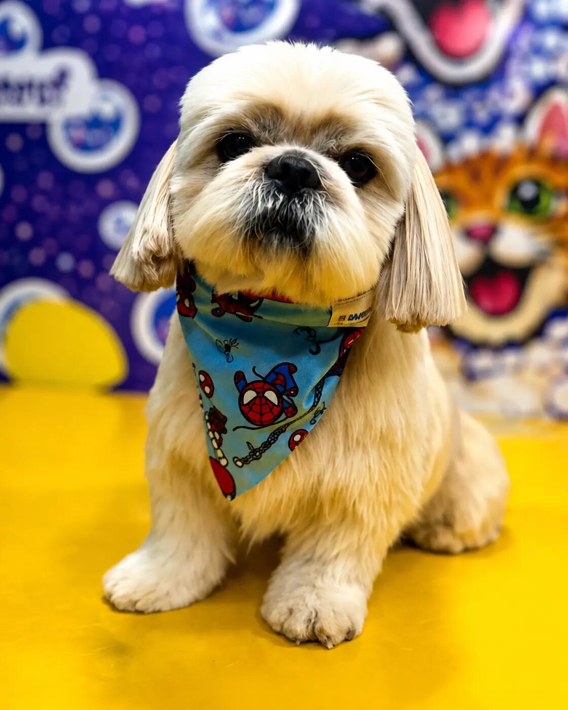 Después de la peluquería: el mismo perro con corte, pelaje limpio y bandana